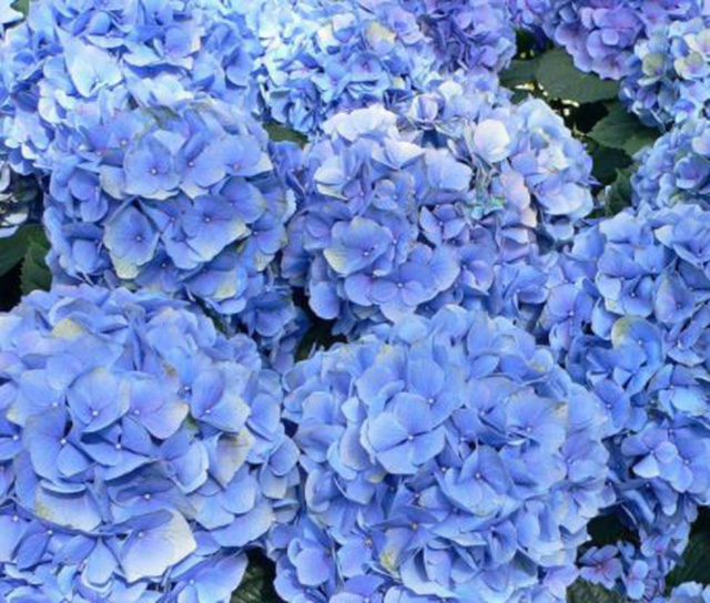 蓝色绣球花有什么不一样的花语