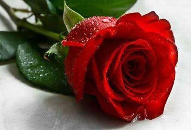 玫瑰花大多是用来表达情感的,但是不同颜色的玫瑰,它有着不一样的花语