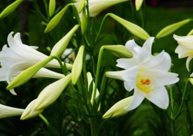 百合花不同颜色不同品种的花语意义