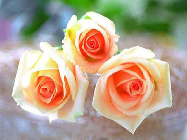 玫瑰花语:不同颜色的玫瑰花代表的花语