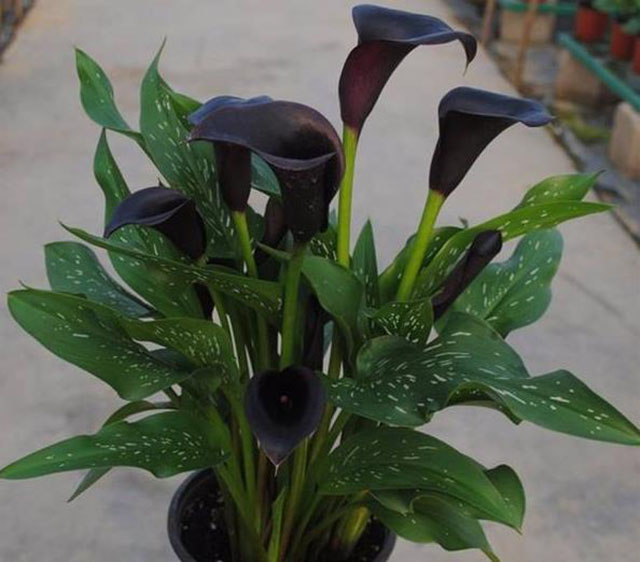 马蹄莲不同颜色的花语及意义