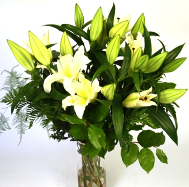 百合花不同颜色花语意义与象征