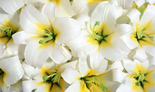 不同颜色的百合花有什么样的花语